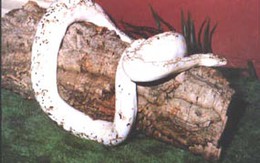 Dùng trăn bảo vệ ma túy
