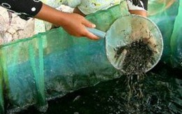 Bác tin đồn ăn cá kèo bị ung thư