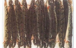Tung tin ăn cá kèo bị ung thư để ép giá nông dân