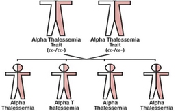 Tuyến bệnh viện tỉnh có chẩn đoán được bệnh Thalassemia?
