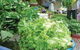 Loại rau nào dễ nhiễm khuẩn nhất?