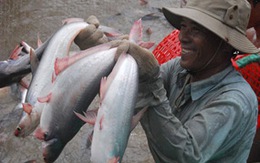 "Tranh nhau ăn"