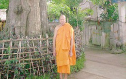 "Cụ" me hơn 700 tuổi