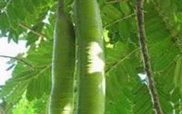 Rượu ô môi trị đau nhức xương