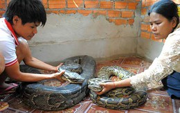Cưới cho... rắn để cầu may