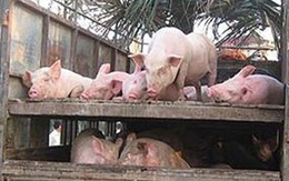 Thường Tín, Hà Nội: Dân khổ vì... lợn