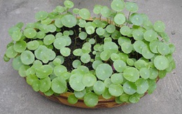 Chọn cỏ làm đẹp nhà