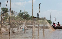 Đánh cá bằng... cành cây