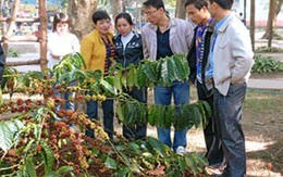 Đến lễ hội cà phê Buôn Ma Thuột gặp vua bóng đá Pele