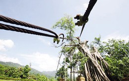 Cây đa Tân Trào đang hồi sinh 