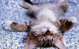 Mèo làm... thị trưởng