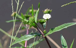 Chữa mộng tinh bằng... cỏ nhọ nồi