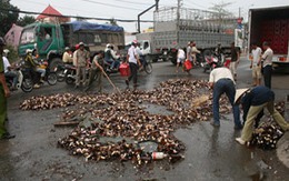 Bia chảy như suối trên mặt đường