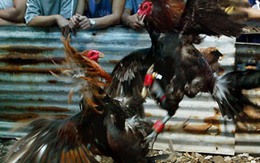 Rùng mình, gà chọi đá chết chủ