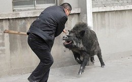 Lợn lòi làm náo loạn bệnh viện