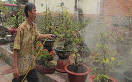 Vườn mai tiền tỷ của “đại gia” cây cảnh