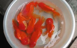 Nhiều loại cá chép mới cúng ông Công, ông Táo
