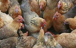 Cách phân biệt gà ta và gà thải loại 