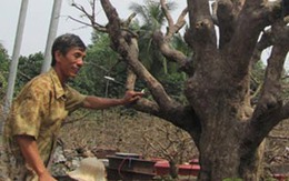 Hành trình tìm mai vàng tiền tỷ của đại gia 