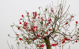 Cách chọn cành đào Tết dáng đẹp