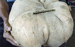 Củ đậu nặng 10 kg ở Cà Mau