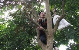 Cụ bà 82 tuổi leo cây nhanh như sóc