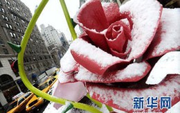 Hoa hồng khổng lồ mọc giữa phố