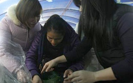 Đua nhau gói bánh chưng thời @ 