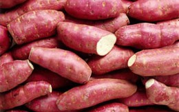 Khoai lang - khắc tinh của bệnh ung thư