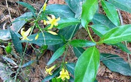 Bị phát hiện ngoại tình, đầu độc chồng bằng lá ngón