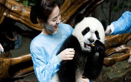 Tới Thành Đô để được ôm... gấu trúc