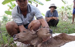 Bò mẹ sinh bê 2 đầu ở Tiền Giang