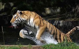 Người vợ đánh hổ cứu chồng 