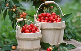 5 loại quả màu đỏ tốt cho sức khỏe    