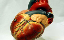 Hai trái tim trong một lồng ngực