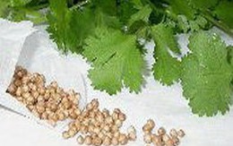 Giải độc bằng hạt ngò rí