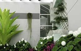 5 lưu ý khi chưng cây cảnh