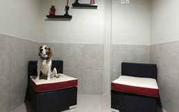 Thiên đường dành cho cún cưng