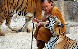 Tới đền Theravada âu yếm... hổ 