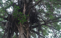 Cây sanh kỳ lạ giữa Hà Nội 