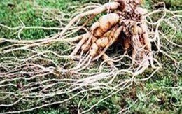 2 bé tử vong do điều trị bằng... rễ cây
