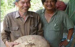 ‘Anh hùng phi công’ đào khoai nặng hơn 22 kg