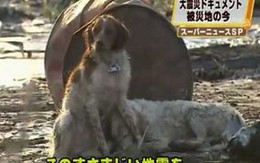 Chú chó ở Nhật quyết không bỏ bạn
