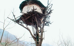 Sống trên cây hơn 20 năm