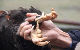 Việt Nam còn bao nhiêu gà chín cựa Hùng Vương?