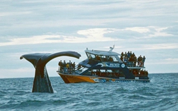 Đua thuyền, ngắm cá voi tại Newfoundland