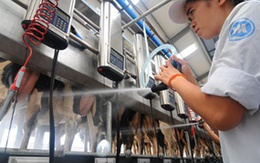 Vinamilk tăng hỗ trợ thu mua sữa bò tươi nguyên liệu