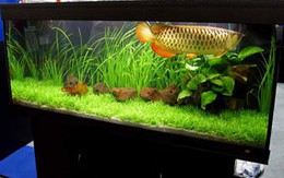 10 bước thực hiện một bể thuỷ sinh