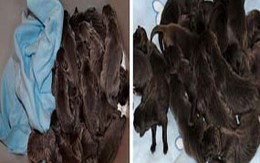 Chó sinh 17 con một lứa 