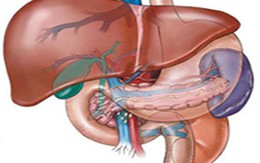 Phát hiện gen gây bệnh gan nhiễm mỡ